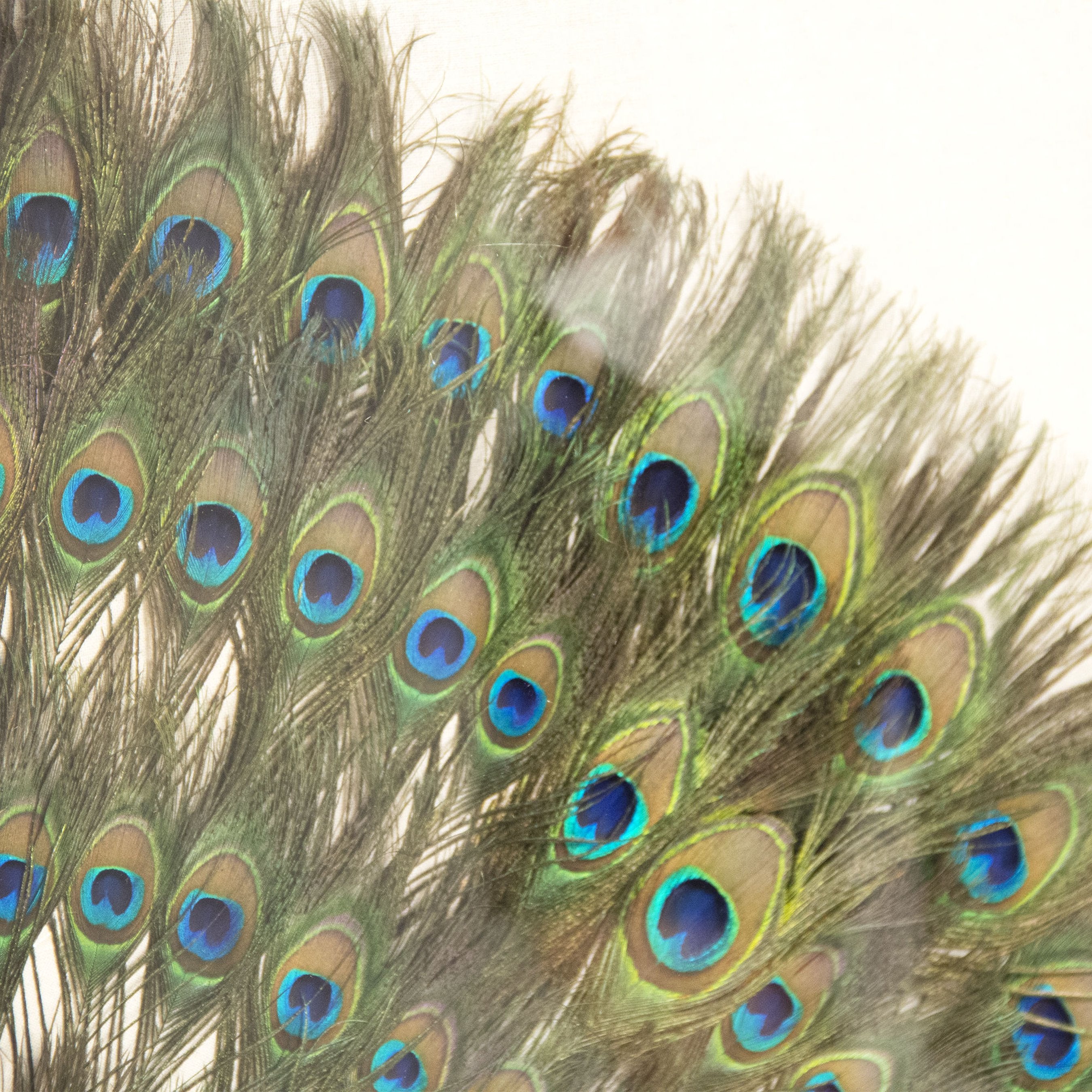 Acrylic Peacock Framed Art