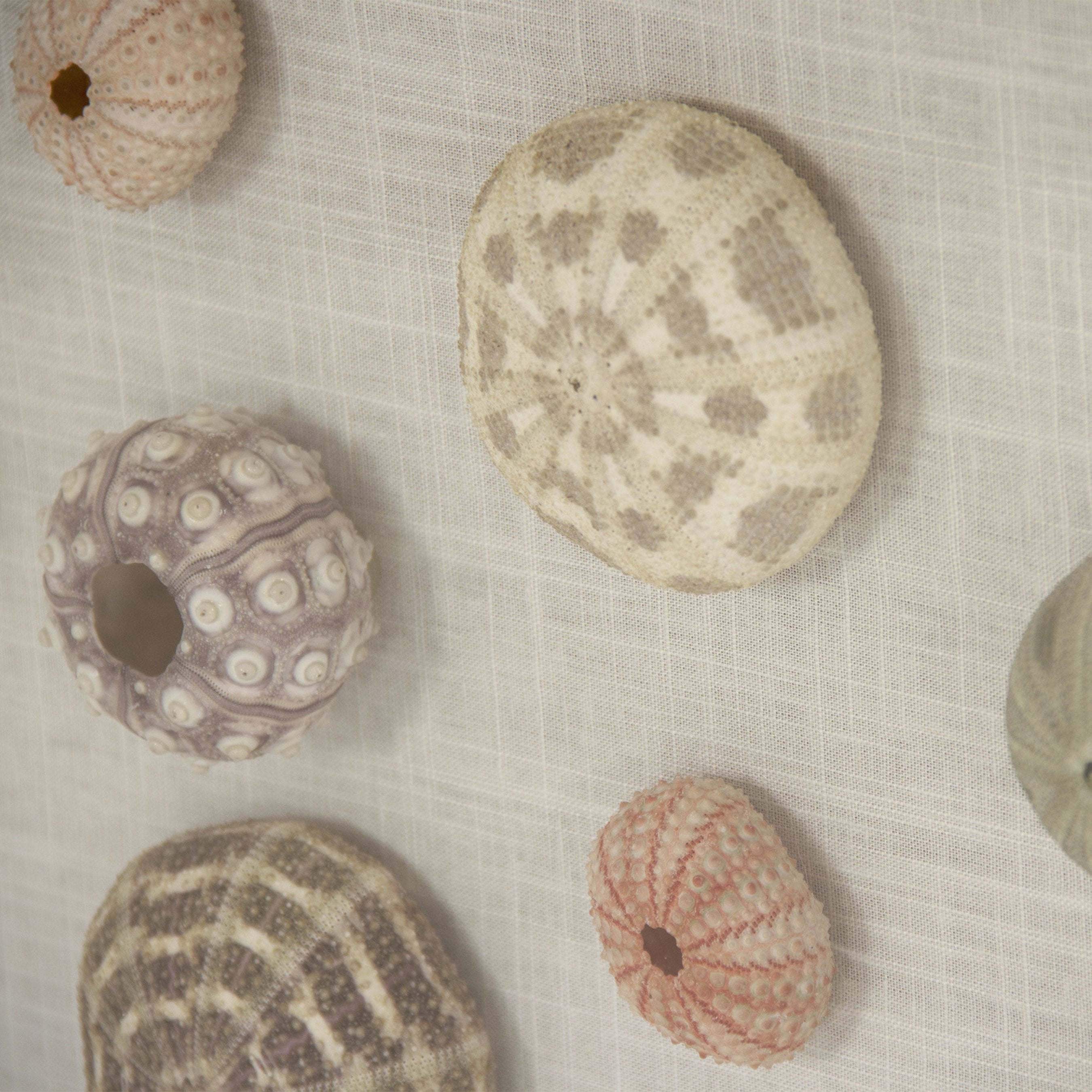 Abstract Shell Wall Art