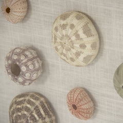 Abstract Shell Wall Art