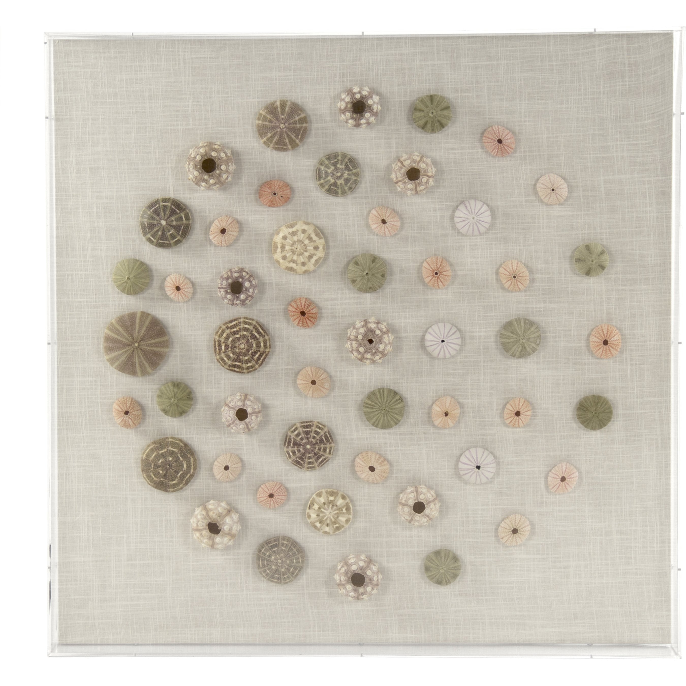 Abstract Shell Wall Art