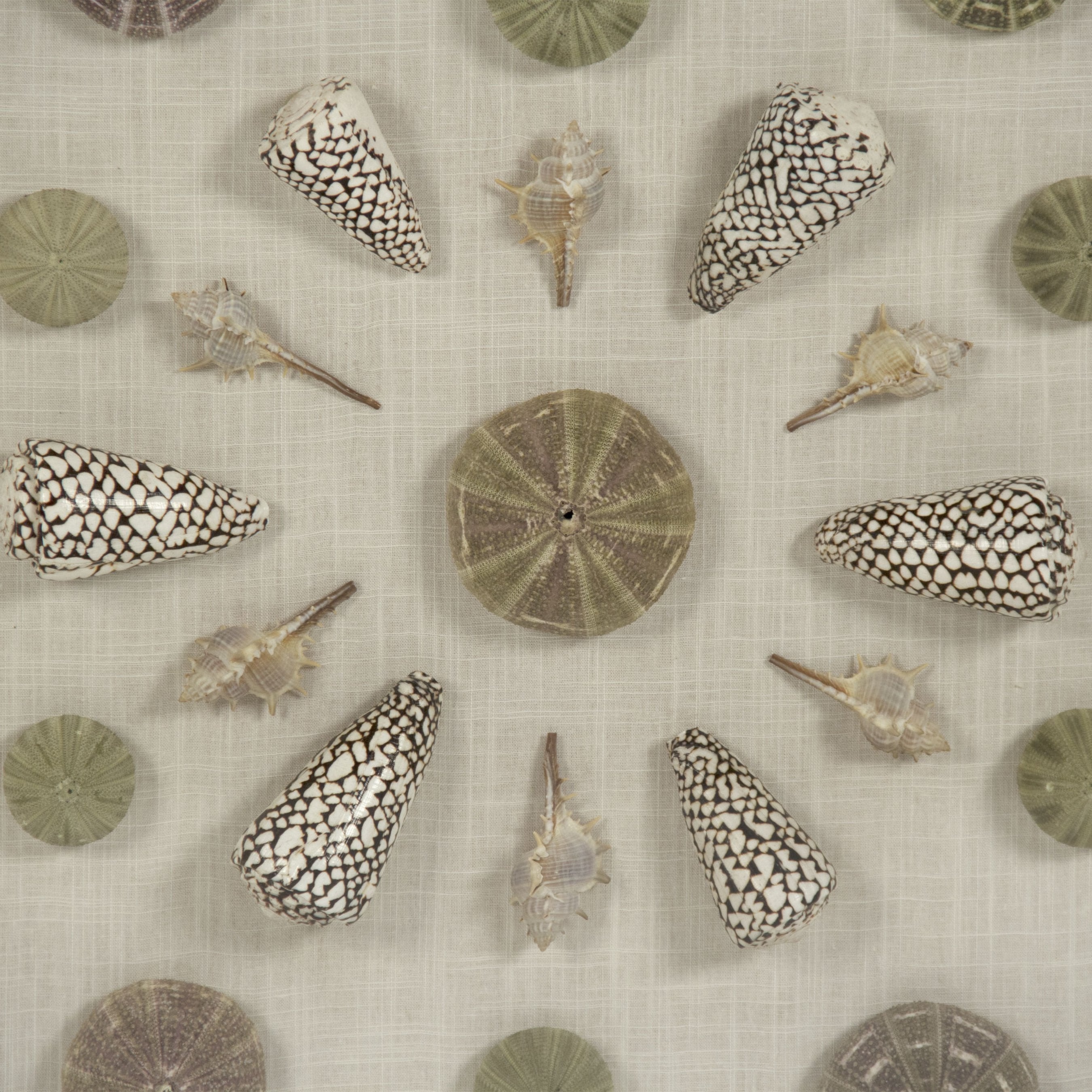 Abstract Shell Wall Art
