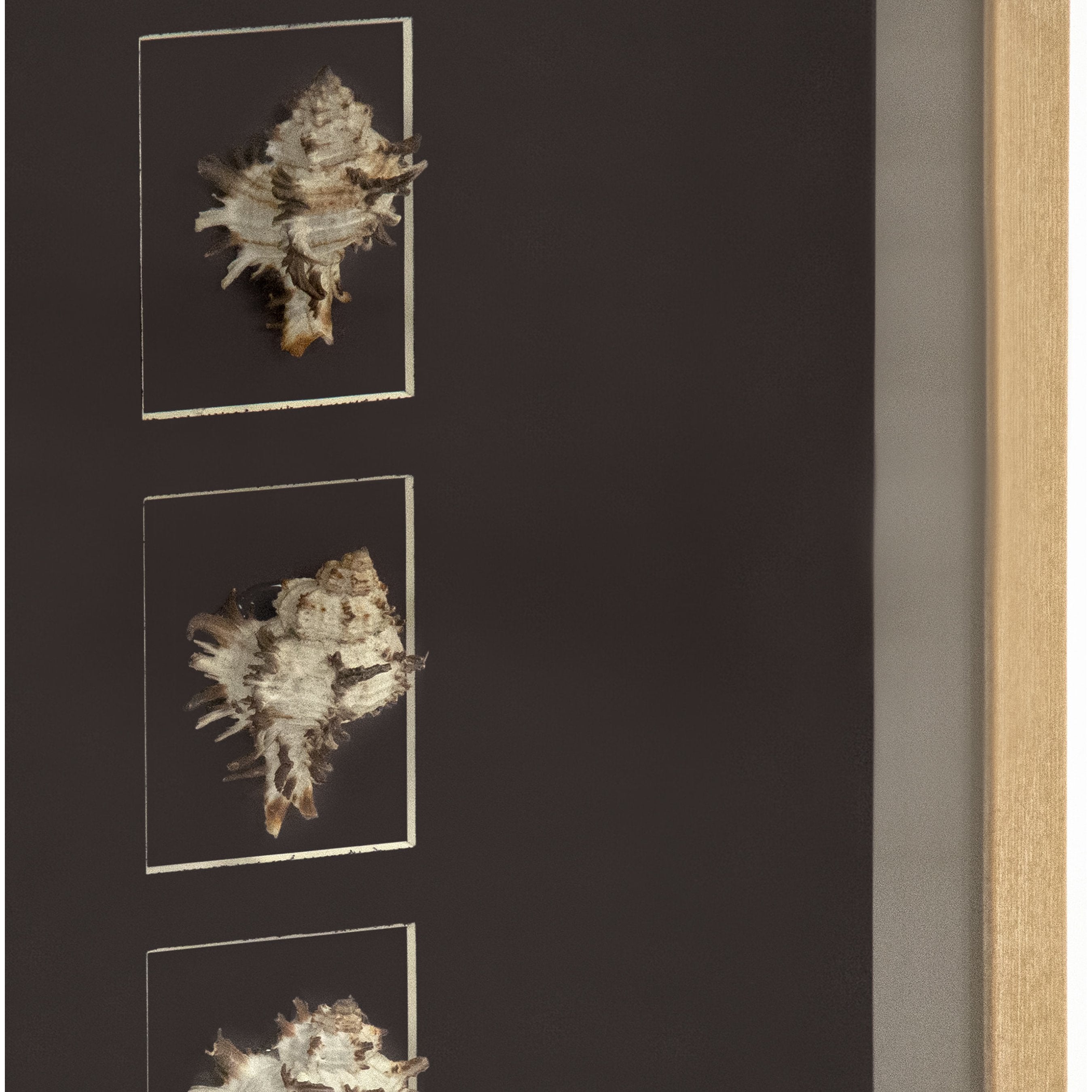 Abstract Shell Wall Art