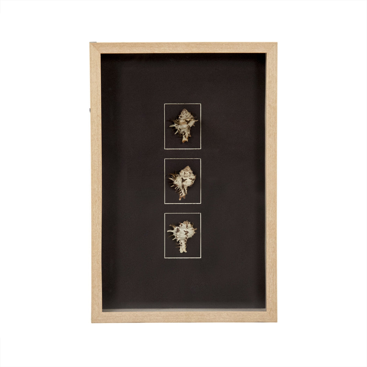 Abstract Shell Wall Art