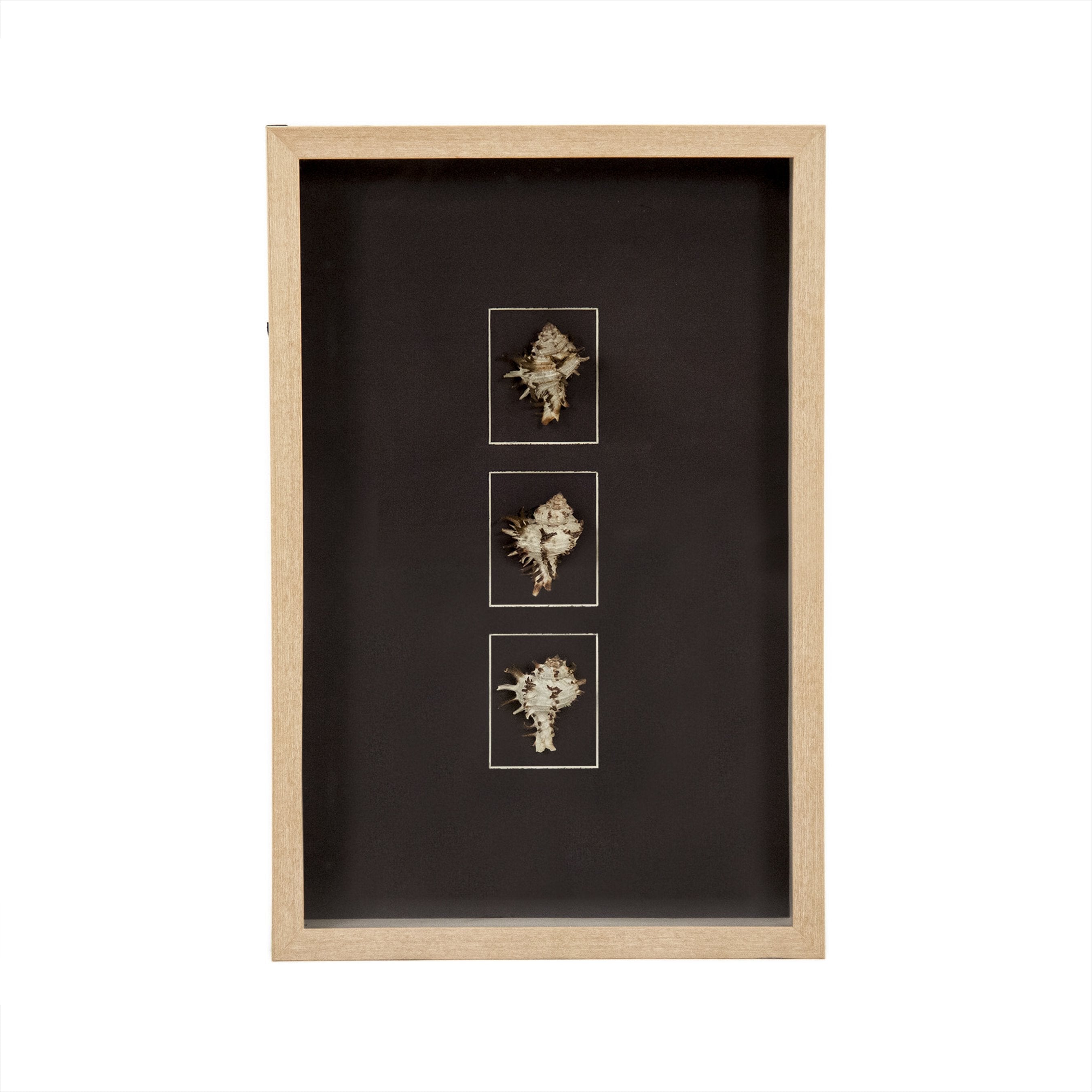 Abstract Shell Wall Art