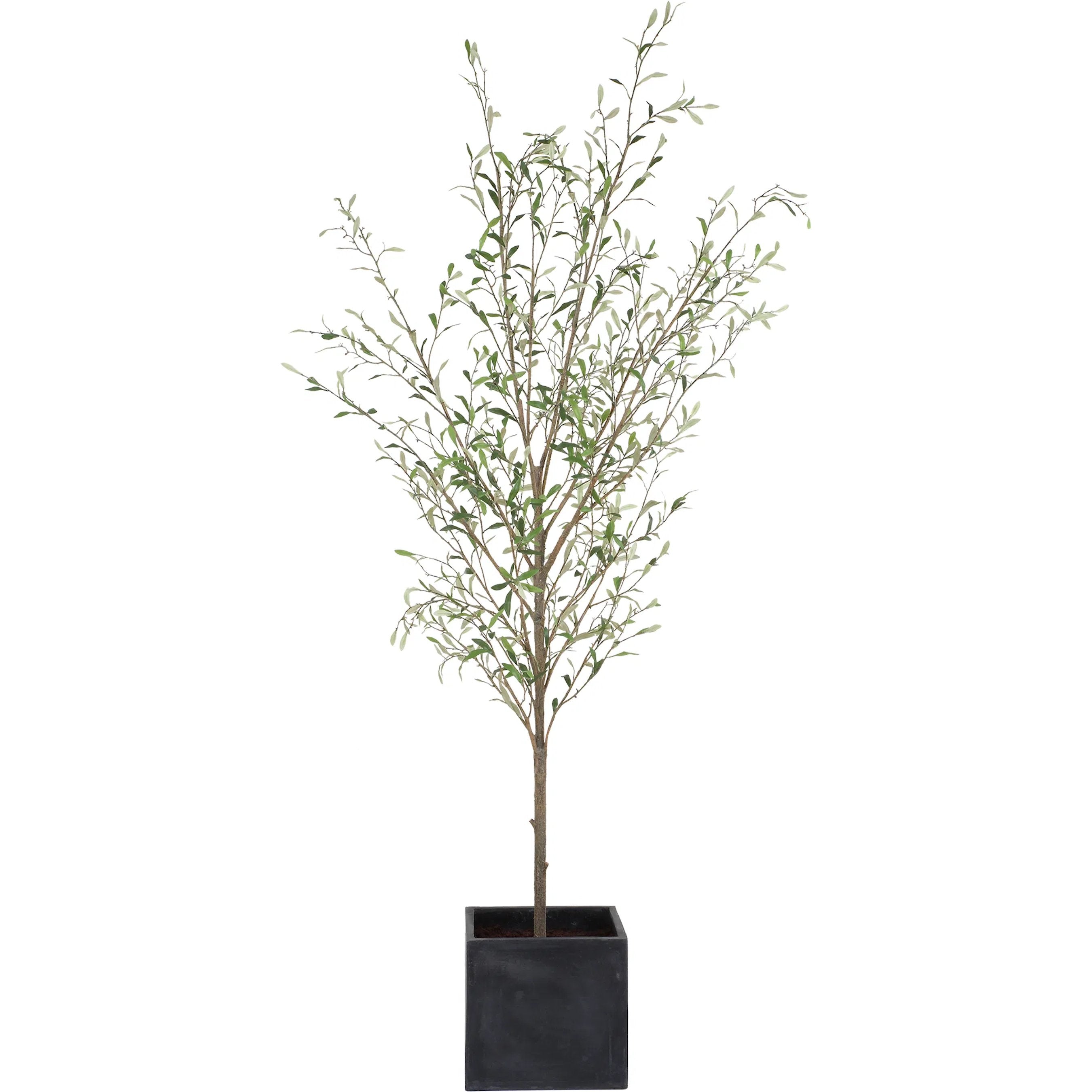 Abundance Potted Olive Tree