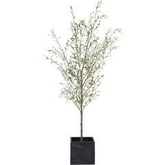 Abundance Potted Olive Tree