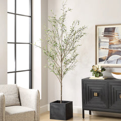Abundance Potted Olive Tree