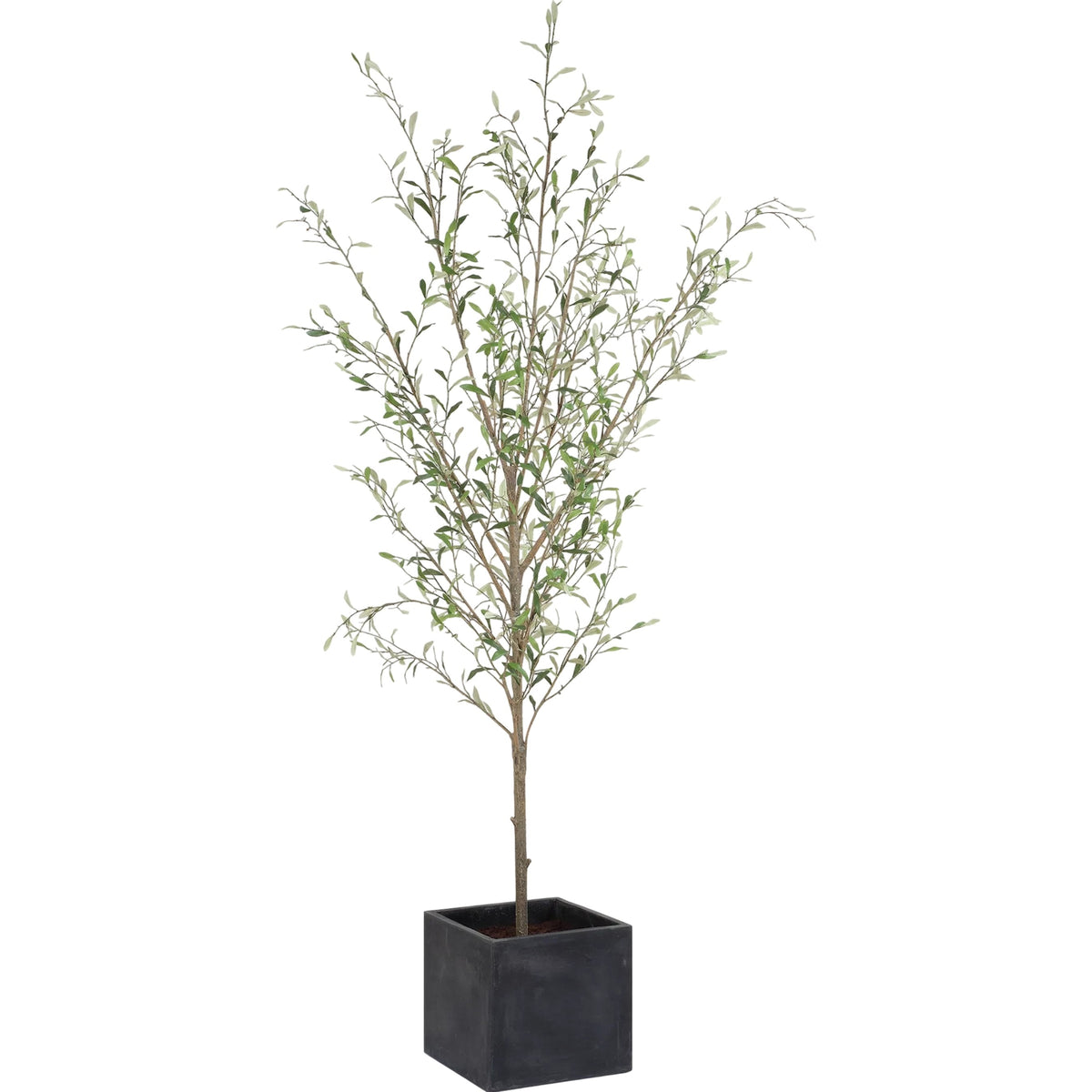 Abundance Potted Olive Tree